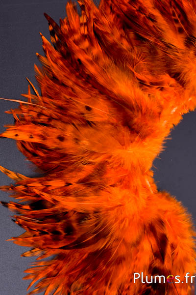 Frange coq chin roux - long. plumes 10-15 cm - orange